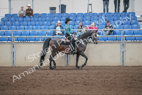 2019 Morgan Horse Show - Sept 01, 2019 - 07122