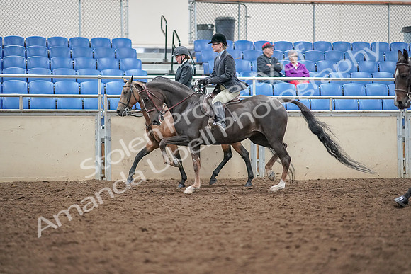 2019 Morgan Horse Show - Aug 30, 2019 - 20222