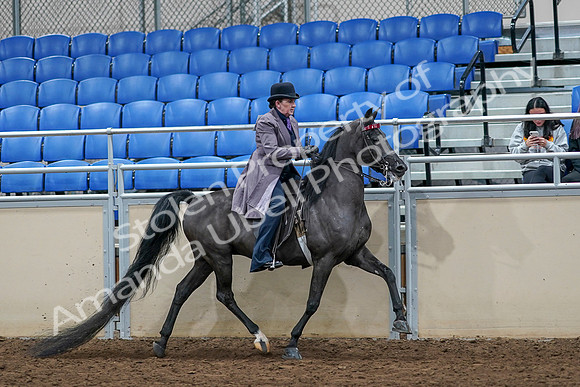 2020 - AB Morgan Horse - Sat, Sept 05 - 13826