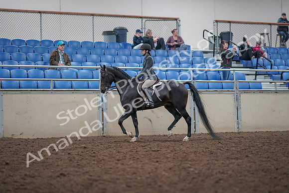 2019 Morgan Horse Show - Aug 31, 2019 - 14678