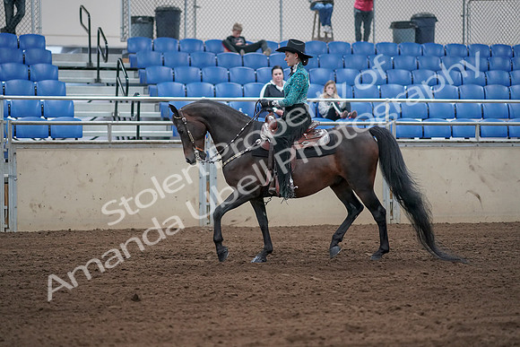 2019 Morgan Horse Show - Sept 01, 2019 - 06808