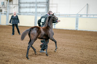 2020 - AB Morgan Horse - Fri, Sept 04 - 06184
