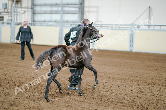2020 - AB Morgan Horse - Fri, Sept 04 - 06184
