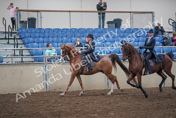2019 Morgan Horse Show - Aug 31, 2019 - 08810