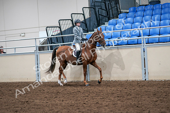 2020 - AB Morgan Horse - Fri, Sept 04 - 03096