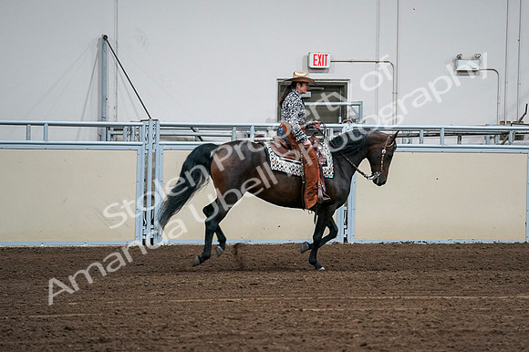 2020 - AB Morgan Horse - Fri, Sept 04 - 00426