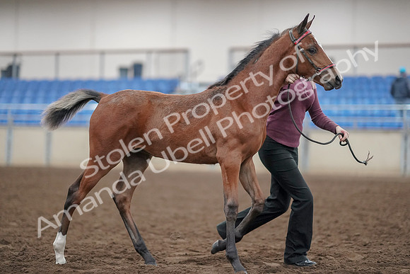 2019 Morgan Horse Show - Aug 31, 2019 - 00464