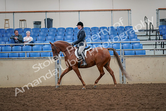 2019 Morgan Horse Show - Aug 30, 2019 - 22324