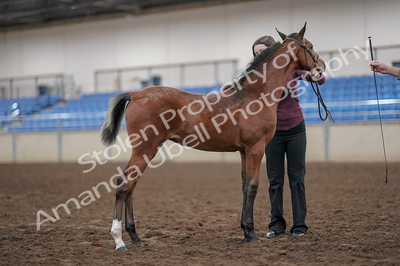 2019 Morgan Horse Show - Aug 31, 2019 - 00443