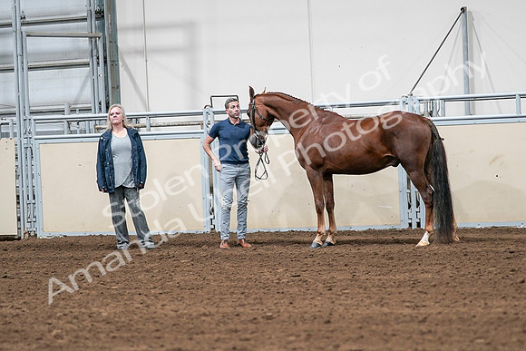 2020 - AB Morgan Horse - Sat, Sept 05 - 00192