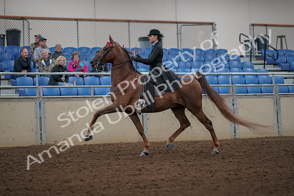 2019 Morgan Horse Show - Aug 30, 2019 - 25128