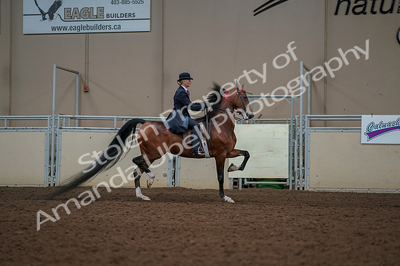 2019 Morgan Horse Show - Aug 30, 2019 - 25215