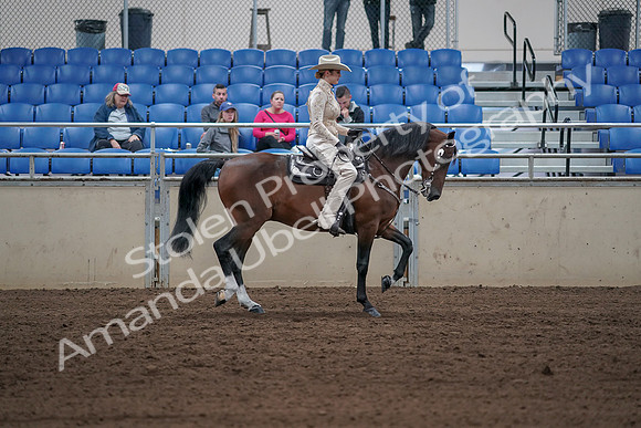 2019 Morgan Horse Show - Sept 01, 2019 - 07182