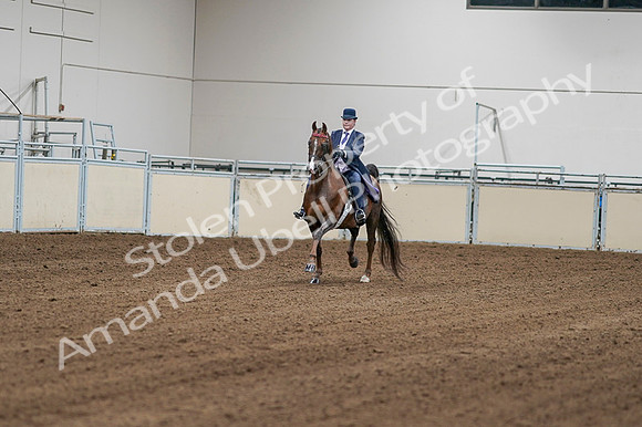 2020 - AB Morgan Horse - Fri, Sept 04 - 08141