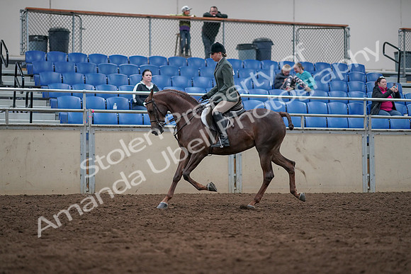 2019 Morgan Horse Show - Sept 01, 2019 - 08620
