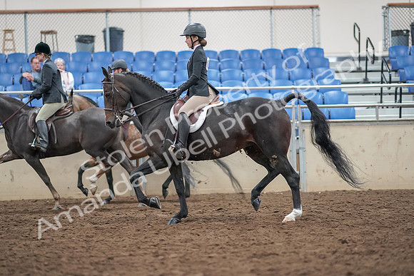 2019 Morgan Horse Show - Aug 30, 2019 - 20234