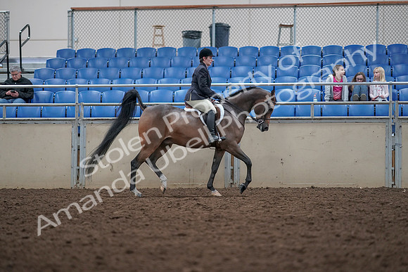 2019 Morgan Horse Show - Aug 31, 2019 - 16188