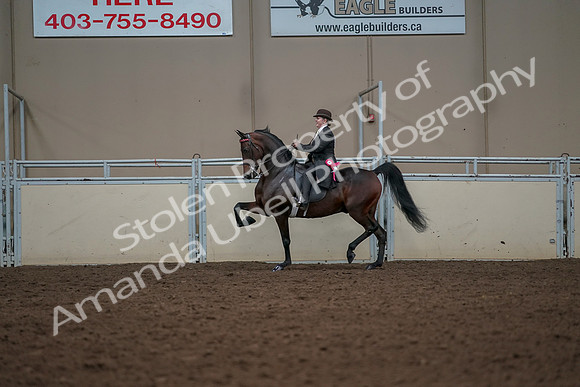 2019 Morgan Horse Show - Aug 30, 2019 - 28329