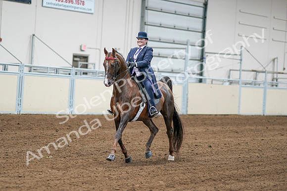 2020 - AB Morgan Horse - Fri, Sept 04 - 08187