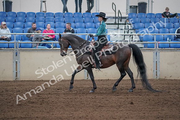 2019 Morgan Horse Show - Sept 01, 2019 - 06818