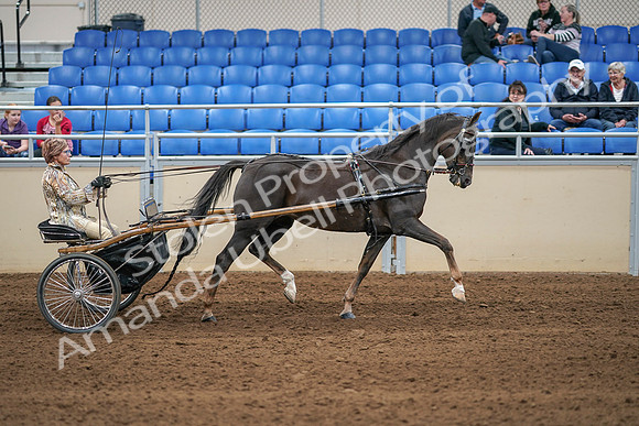 2020 - AB Morgan Horse - Sat, Sept 05 - 05955
