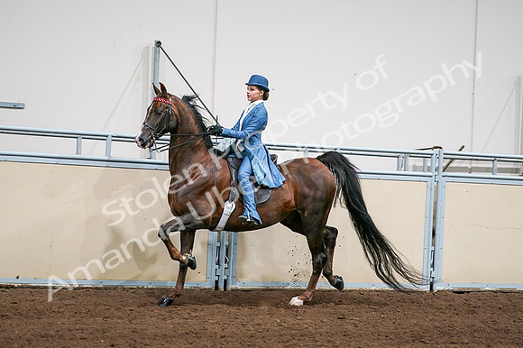 2020 - AB Morgan Horse - Fri, Sept 04 - 04944