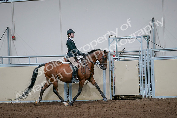 2020 - AB Morgan Horse - Fri, Sept 04 - 06018