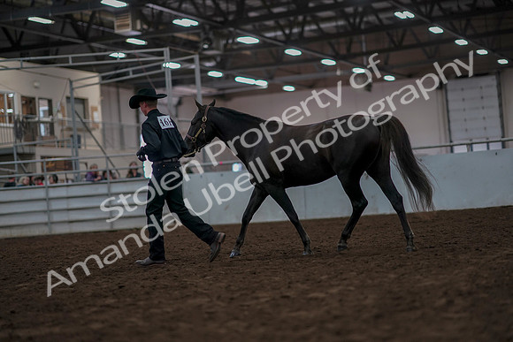 2019 Morgan Horse Show - Aug 31, 2019 - 02060