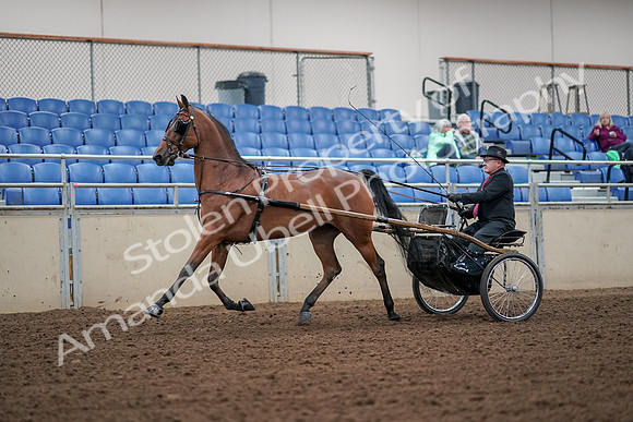 2019 Morgan Horse Show - Aug 30, 2019 - 13184