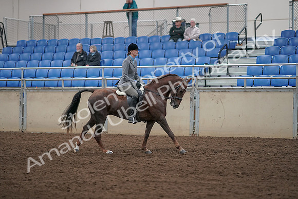 2019 Morgan Horse Show - Aug 31, 2019 - 07490
