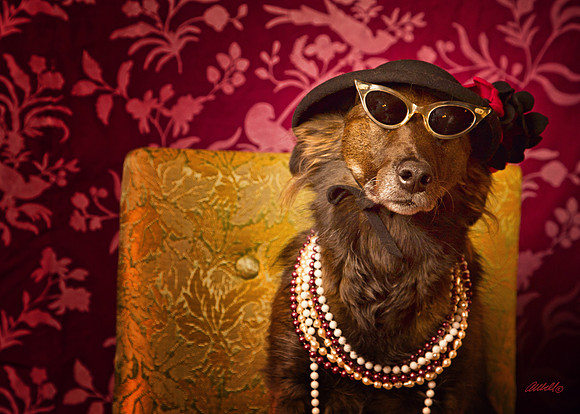 Dogs and Cats - 012