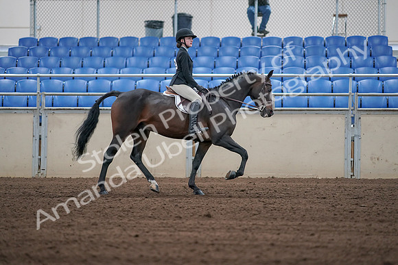 2019 Morgan Horse Show - Sept 01, 2019 - 03948