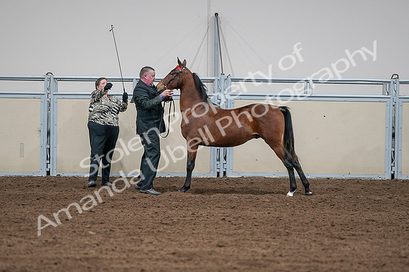 2020 - AB Morgan Horse - Fri, Sept 04 - 07613