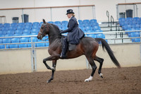2019 Morgan Horse Show - Aug 30, 2019 - 24306