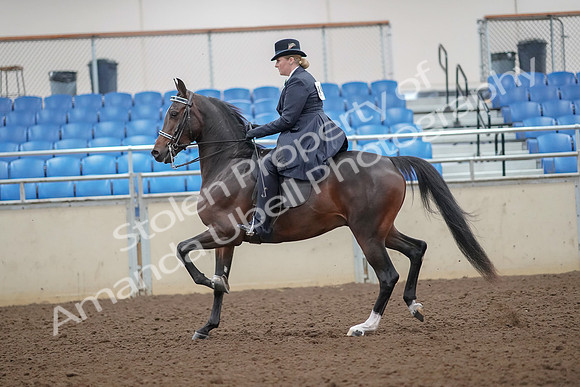 2019 Morgan Horse Show - Aug 30, 2019 - 24306