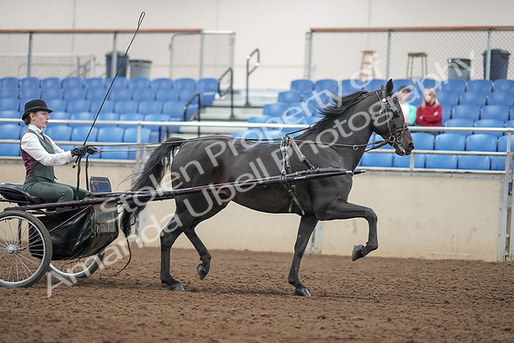2019 Morgan Horse Show - Aug 31, 2019 - 04760