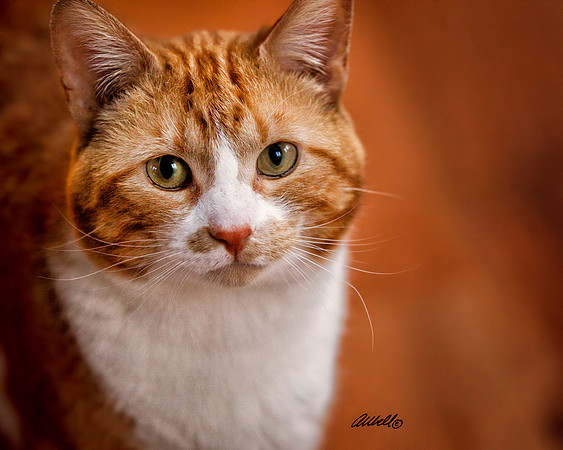 Dogs and Cats - 023