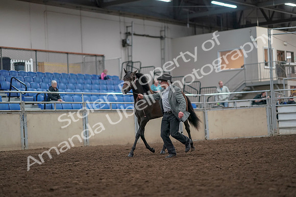 2019 Morgan Horse Show - Aug 31, 2019 - 03372