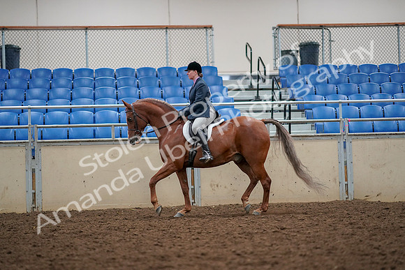 2019 Morgan Horse Show - Aug 30, 2019 - 22315