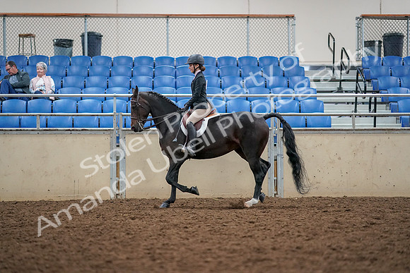2019 Morgan Horse Show - Aug 30, 2019 - 23187