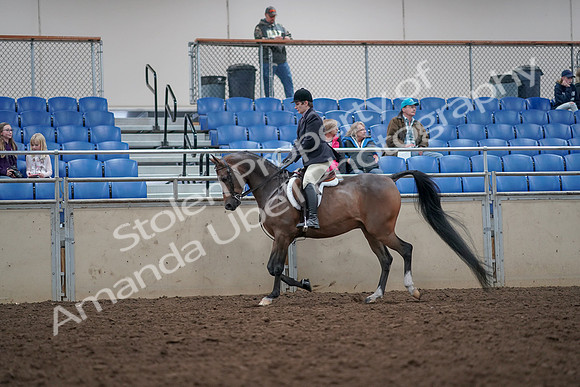 2019 Morgan Horse Show - Aug 31, 2019 - 15881