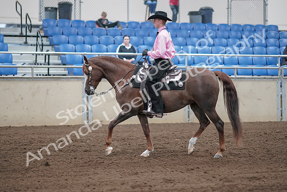 2019 Morgan Horse Show - Sept 01, 2019 - 06828