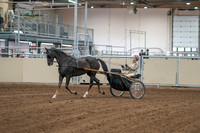 2020 - AB Morgan Horse - Sat, Sept 05 - 05832