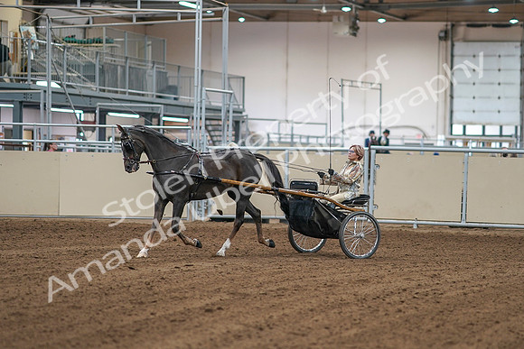 2020 - AB Morgan Horse - Sat, Sept 05 - 05832