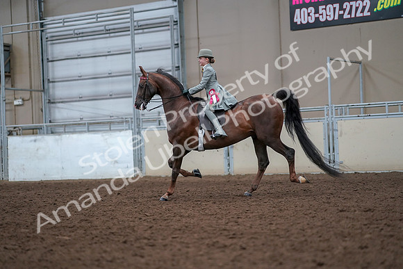 2019 Morgan Horse Show - Aug 30, 2019 - 18272