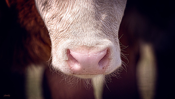 Farm Animals - 015