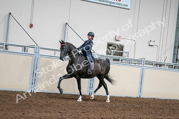 2020 - AB Morgan Horse - Fri, Sept 04 - 03004