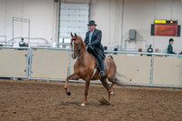 2020 - AB Morgan Horse - Sat, Sept 05 - 09371