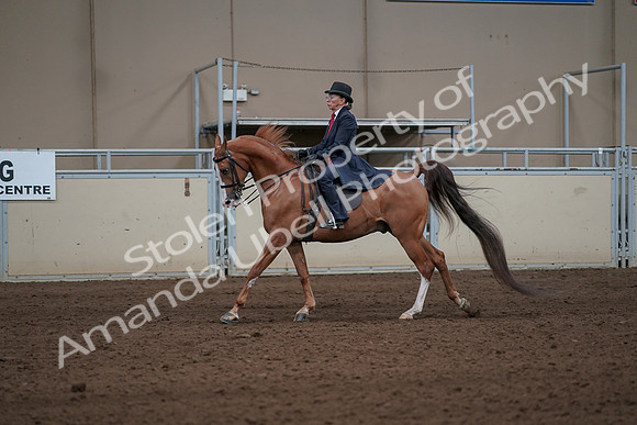 2019 Morgan Horse Show - Sept 01, 2019 - 11940