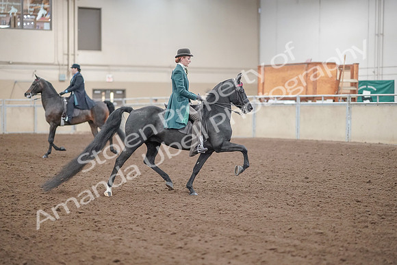 2019 Morgan Horse Show - Aug 30, 2019 - 15632